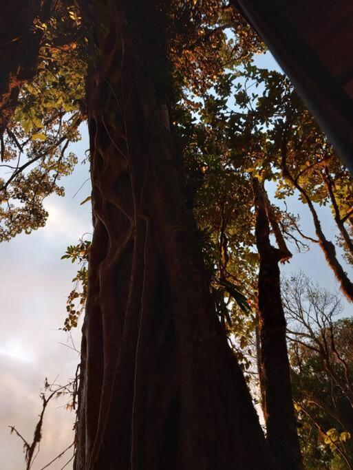 Casa Del Arbol Villa Monteverde ภายนอก รูปภาพ